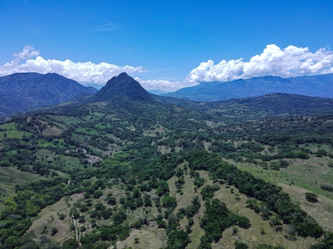 Más de 650 mil árboles sembrados a lo largo del corredor Pacífico 2 en el Suroeste de Antioquia