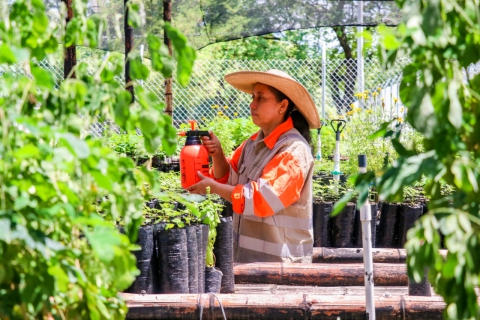 Avanza el plan de compensaciones ambientales en el occidente antioqueño: se han creado 7 viveros y se logró la producción de 70.000 plántulas