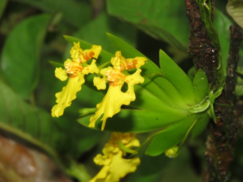 194 especies de orquídeas y bromelias han sido reubicadas para preservar la biodiversidad en la Autopista al Mar 2